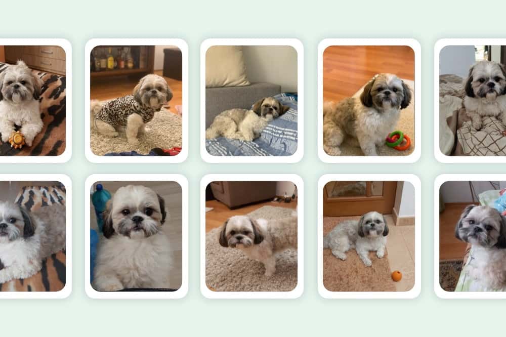 Upload 10 images of your pet